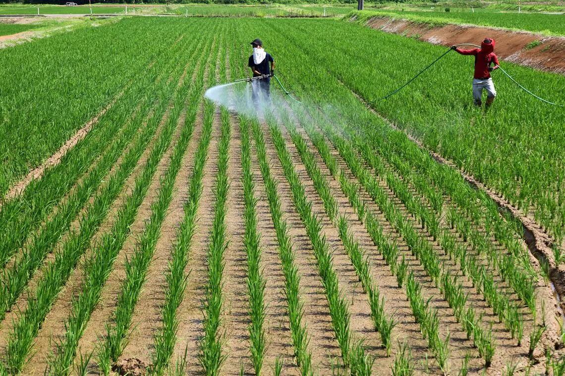 Japan's rice market swings from shortage to surplus, pressuring farmers