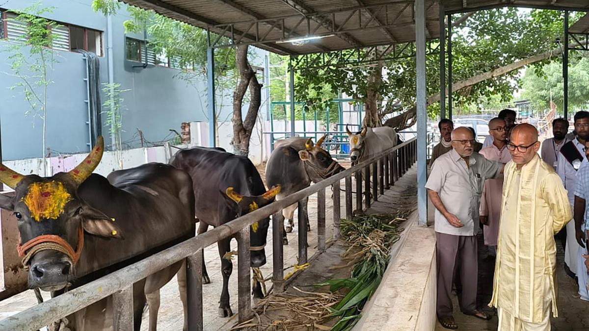 TTD official donates indigenous cattle to Gosamrakshanasala sanctuary