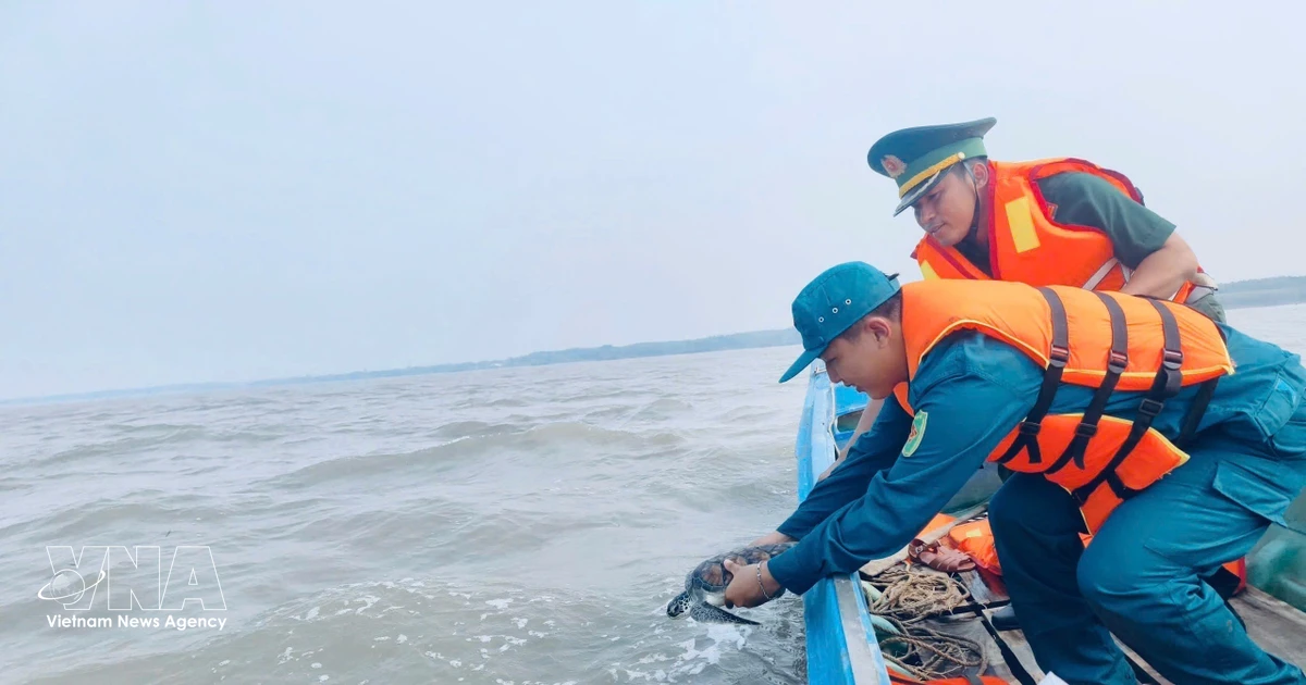 Rare sea turtle returned to ocean after accidental fishing net capture