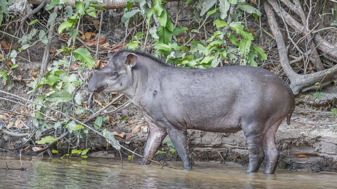 Native trees restore Brazil cattle land; tapirs reappear after century
