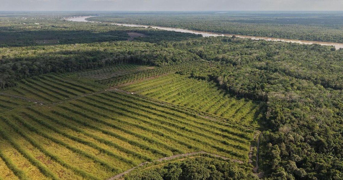 Indonesia's forest-clearing pledge for rice farming remains uncertain