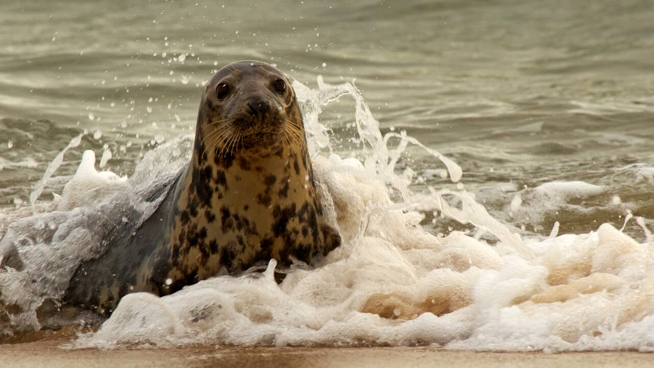 Marine mammal freed from heavy debris burden begins long recovery