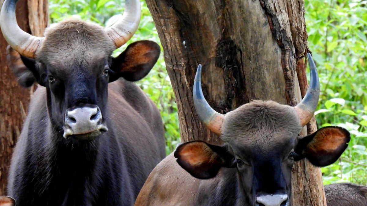 Kerala farmer's death in gaur attack sparks calls for wildlife protection overhaul