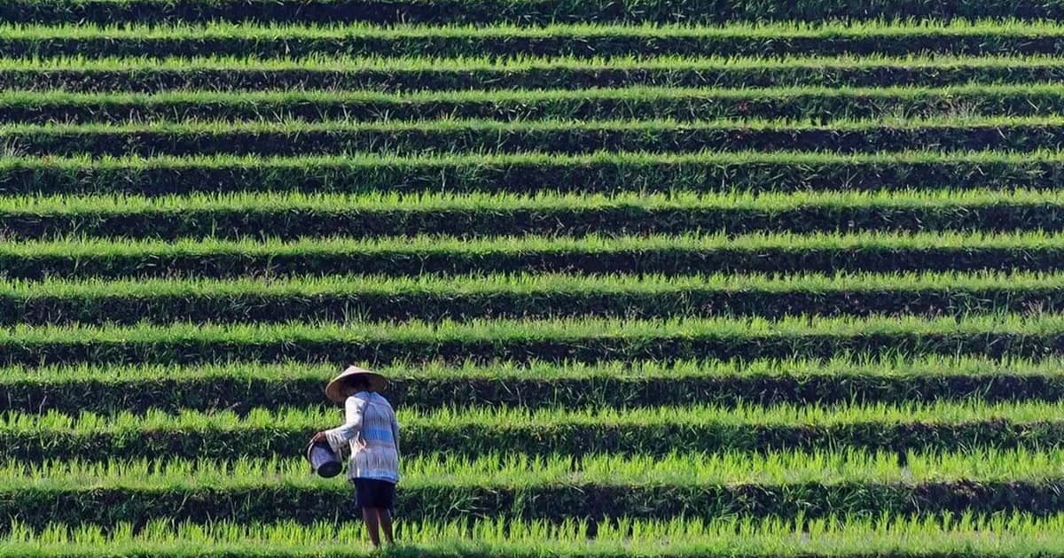 Indonesia pledges to end forest clearing for rice production expansion