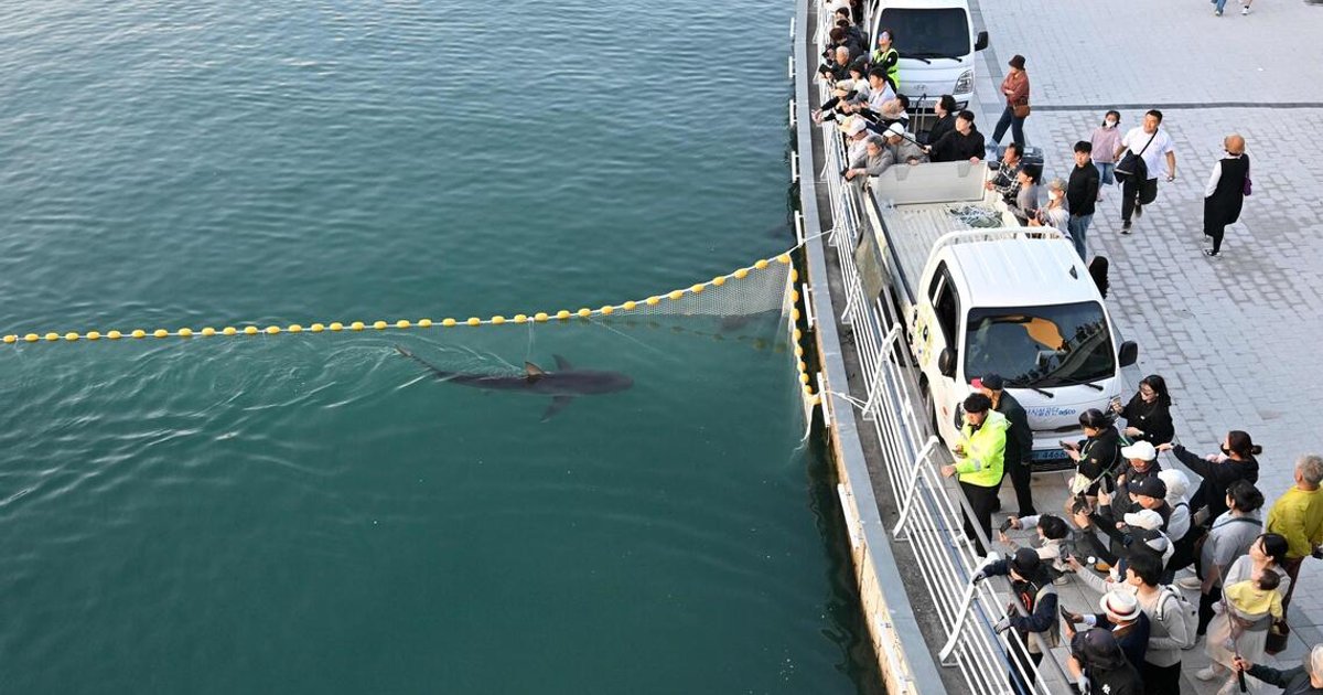 Stranded shark finally returns to sea after month-long ordeal