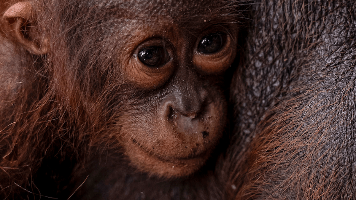 Indonesian rescuers save orangutan mother and infant from wildfire-threatened forest