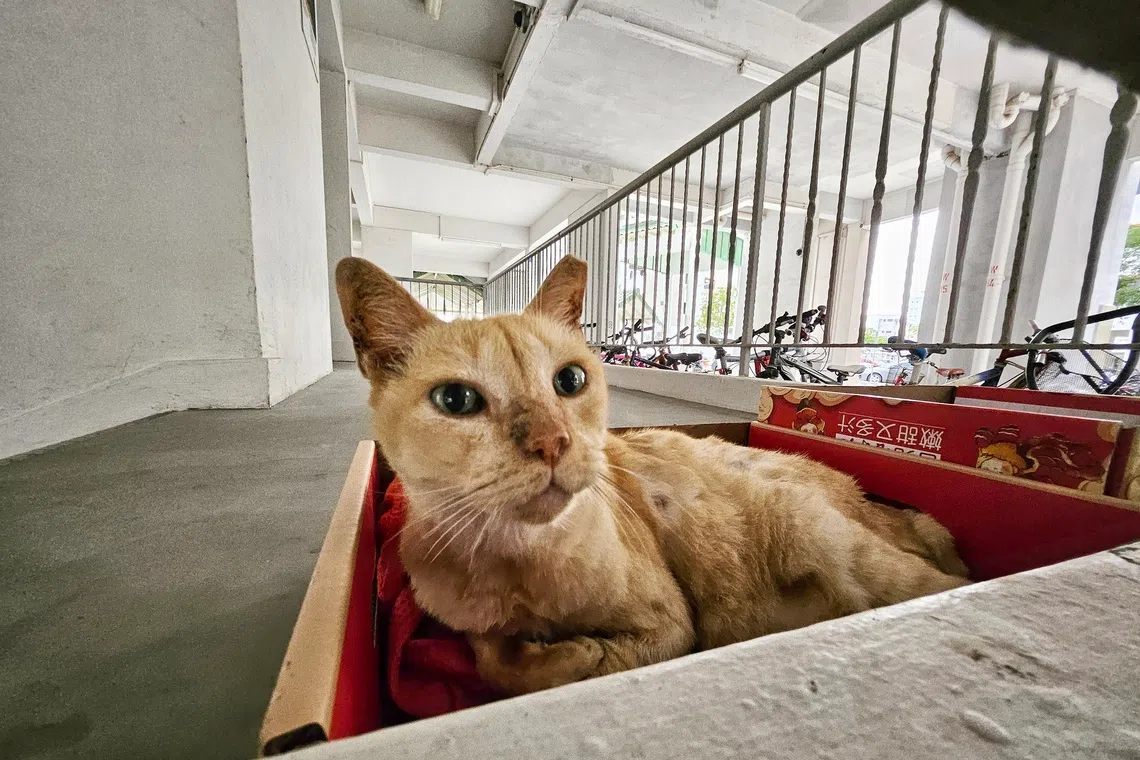 Nearly 7,000 cats registered in final hours of Singapore's free licensing scheme