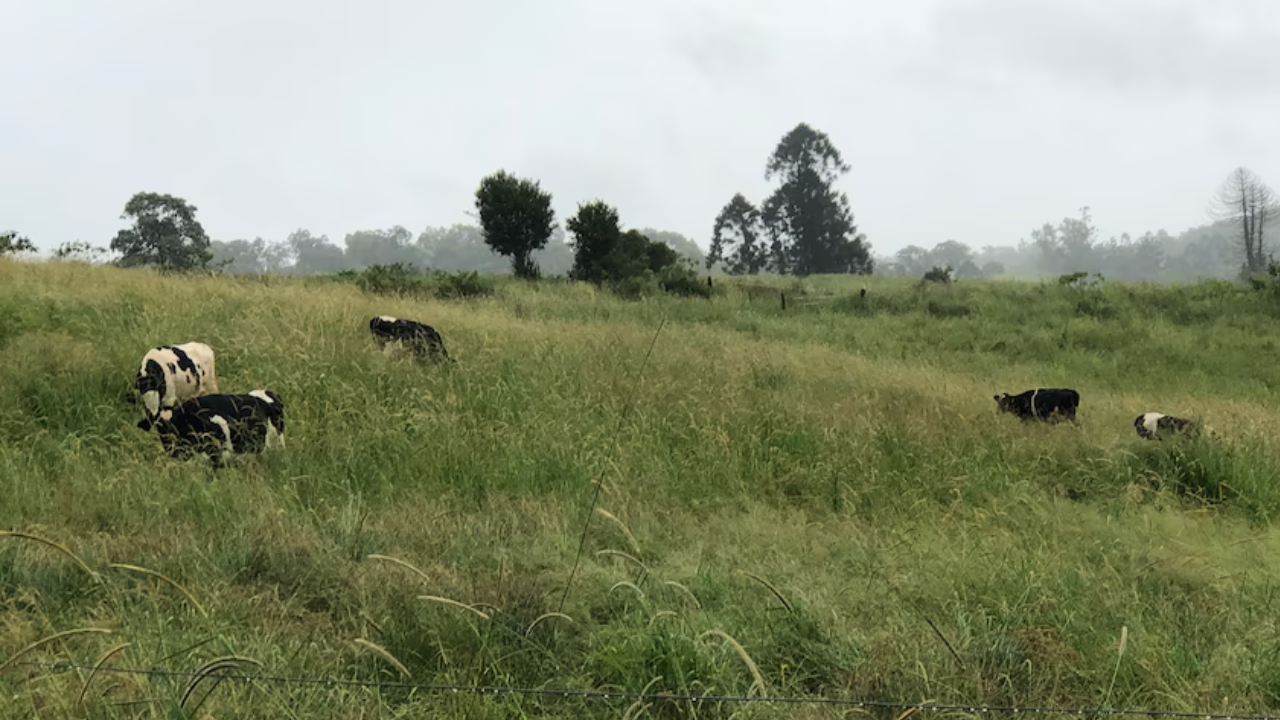 Australian Farmers Turn to Agritourism as Drought Forces Livestock Sales