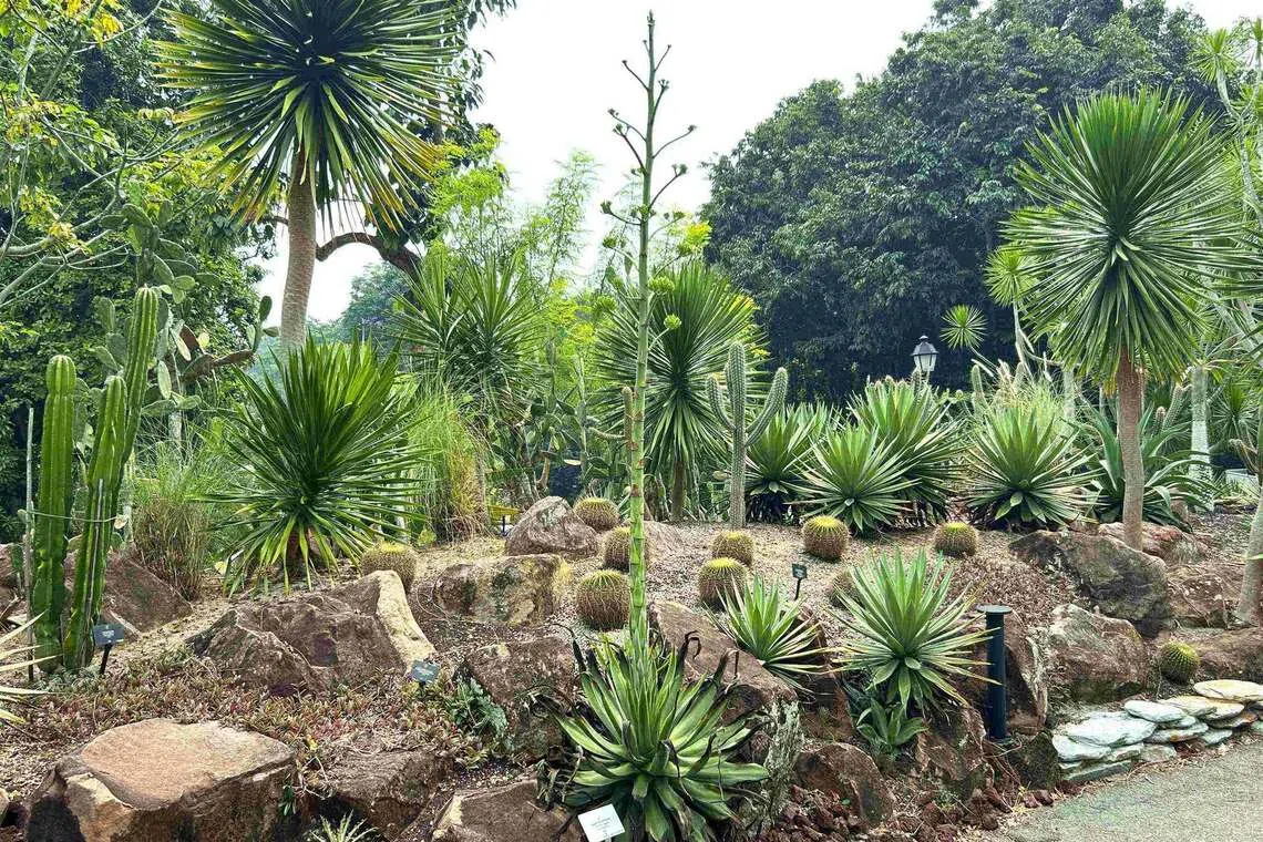Rare Agave Plant Enters Final Bloom Phase After Three Decades