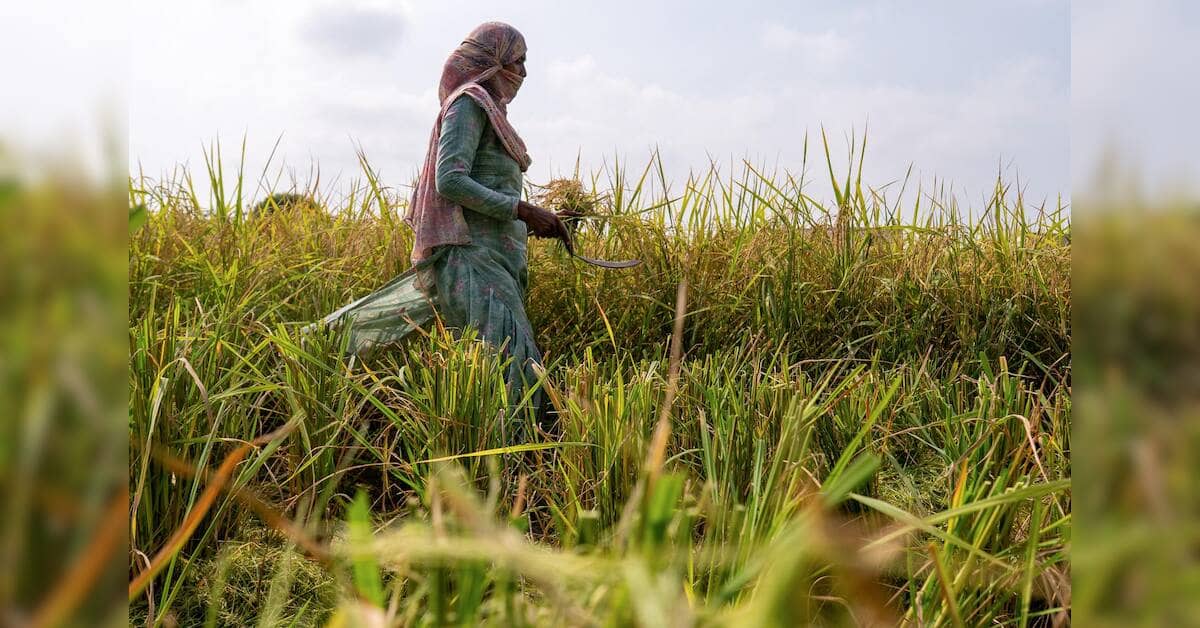 Weak monsoon threatens rural incomes across India's agricultural heartland