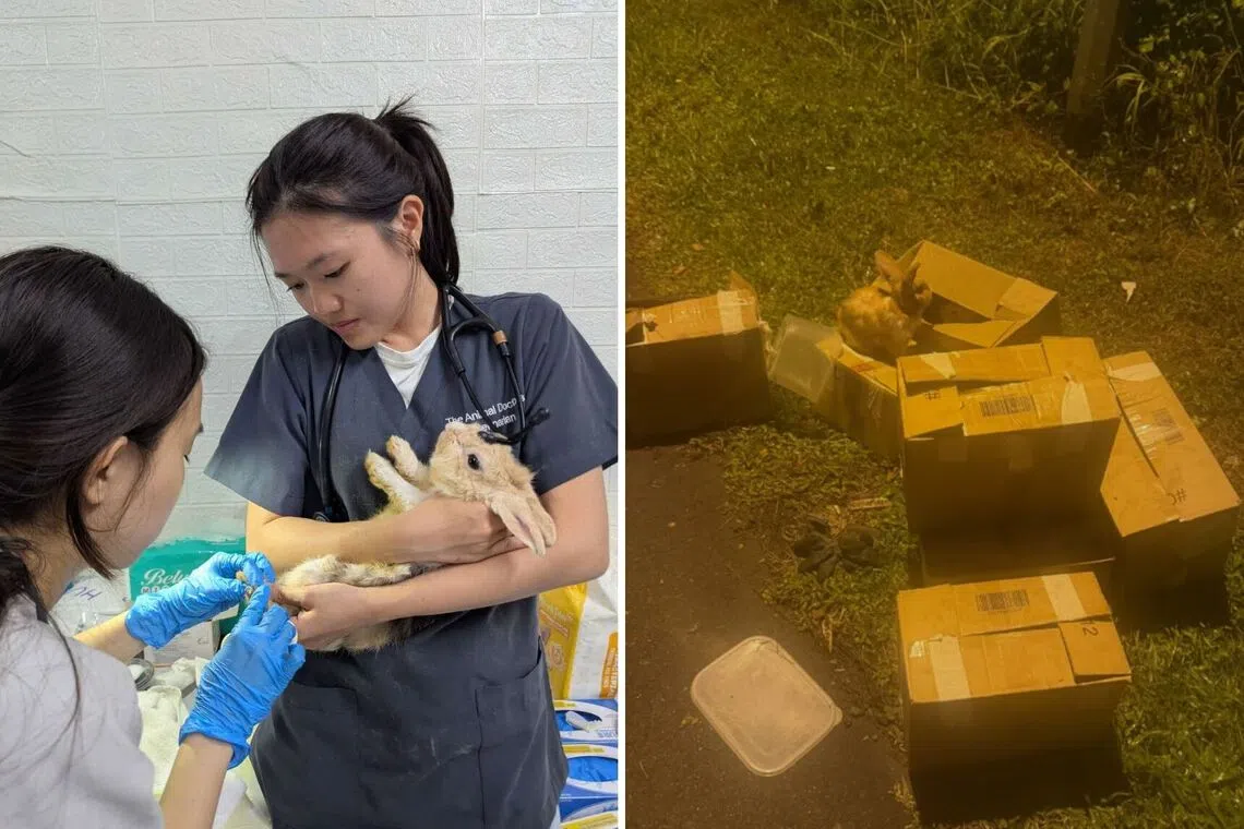 Four rabbits die after mass rescue at Seletar Farmway facility
