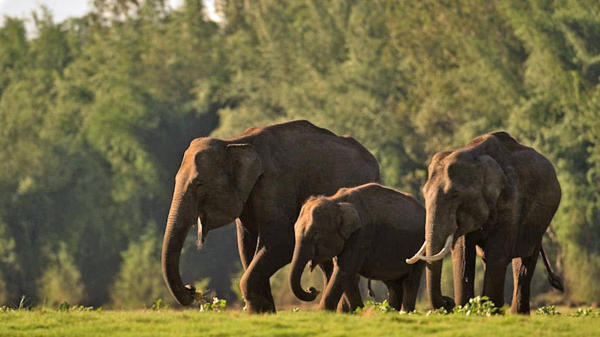Tamil Nadu establishes three new elephant corridors across Cauvery region