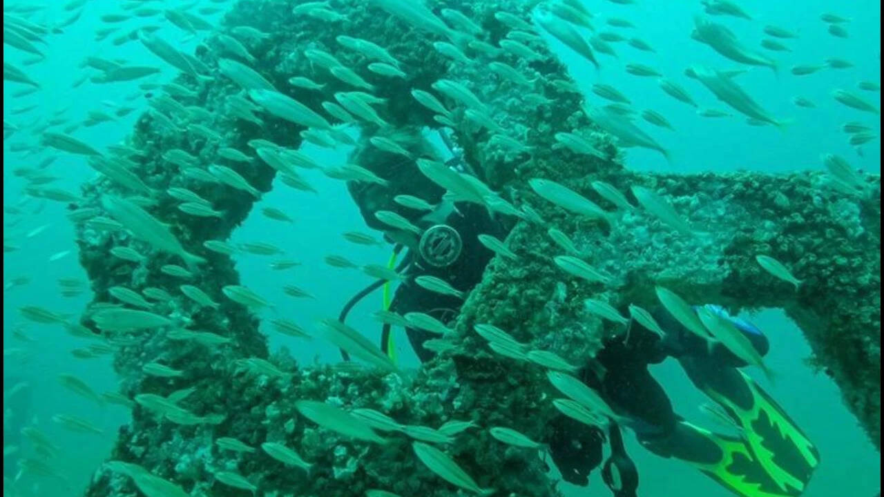 Florida's Submerged Art Installation Transforms into Thriving Marine Ecosystem