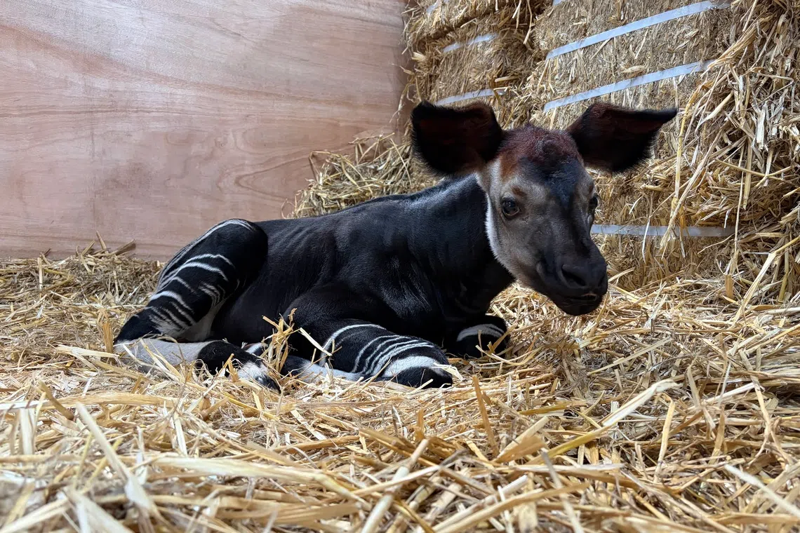 South-east Asia's first okapi calf born at wildlife facility