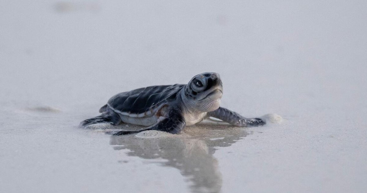 Green turtles upgrade from endangered to least concern status