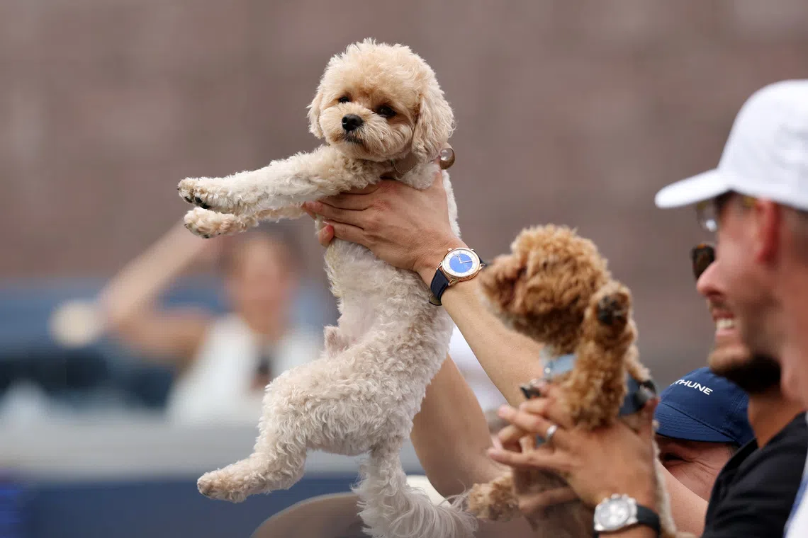 Canine companions become fixture on professional tennis circuit