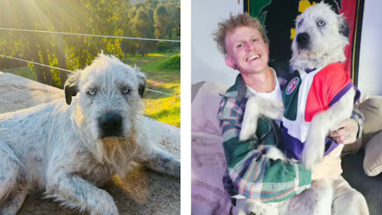 Australian dog owner duped by AI-generated photos in $10,000 reward scam