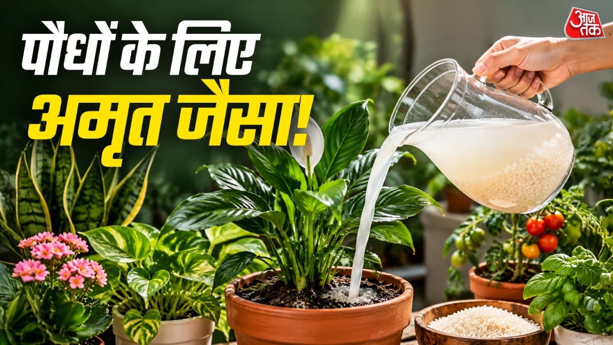 Rice Water Emerges as Natural Fertiliser for Indoor Plants