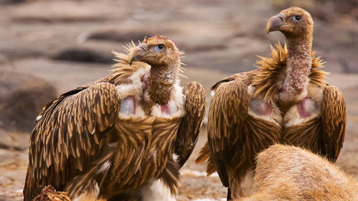 Stray dogs pose mounting threat to vulture populations in Thar