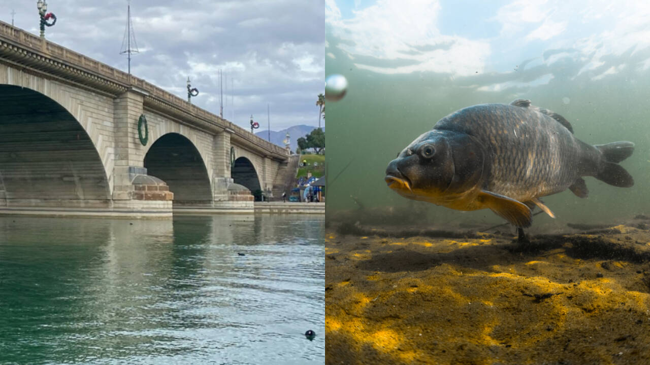 Three-decade partnership revives fish habitats across multiple water reserves