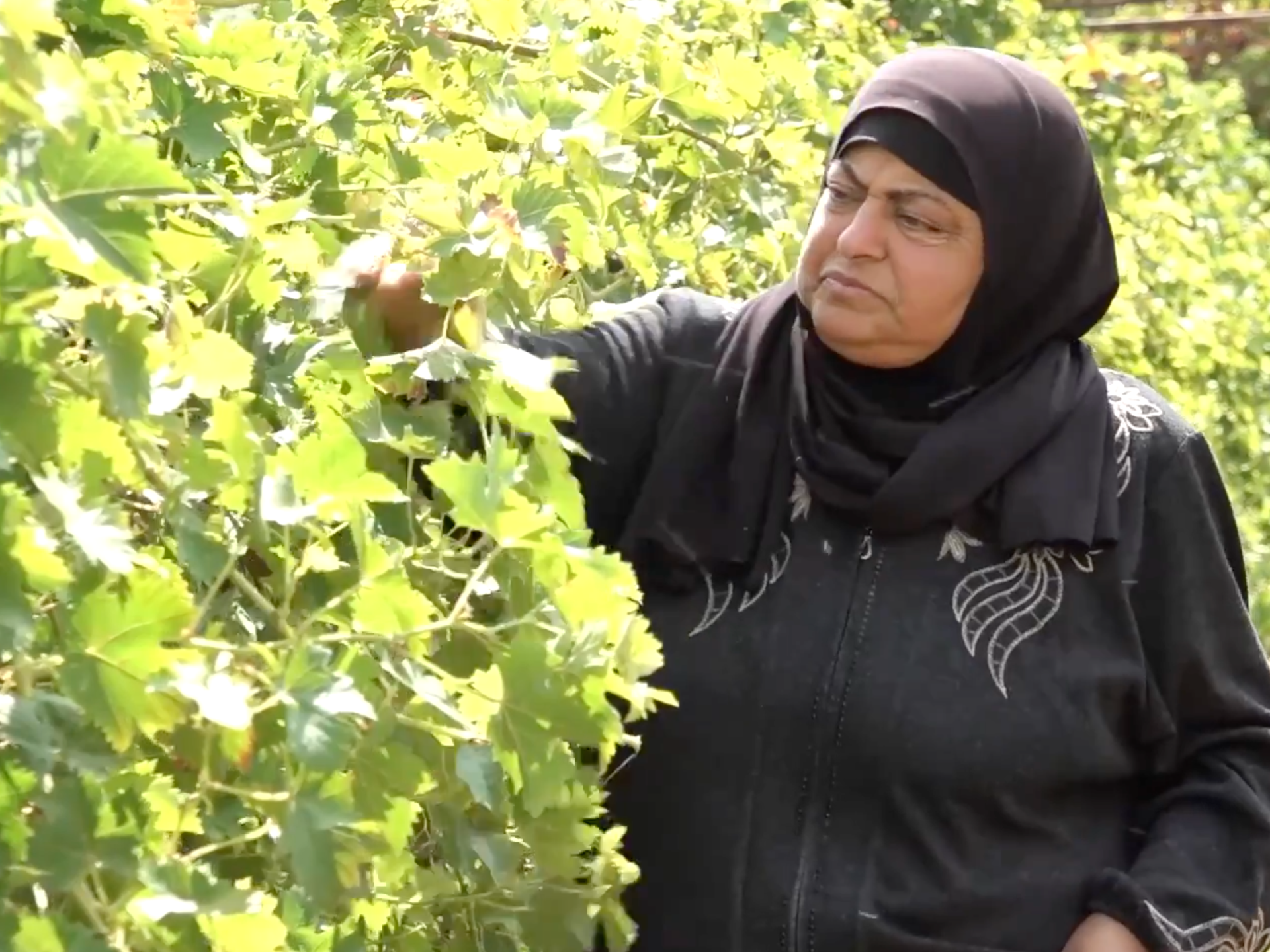 Hebron farmers fight settler attacks to maintain West Bank livelihoods