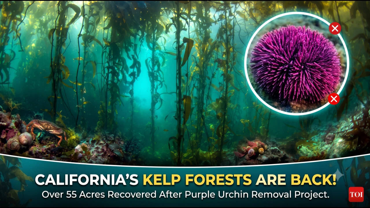 California's kelp forest recovery effort removes millions of sea urchins