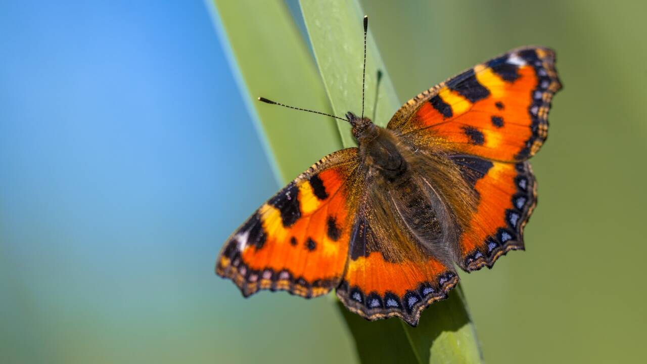 Britain's butterfly surge masks warning of ecological crisis ahead