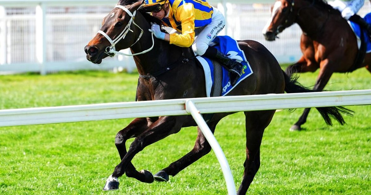 Trainer Backs Three-Year-Old Colt Despite Visual Impairment