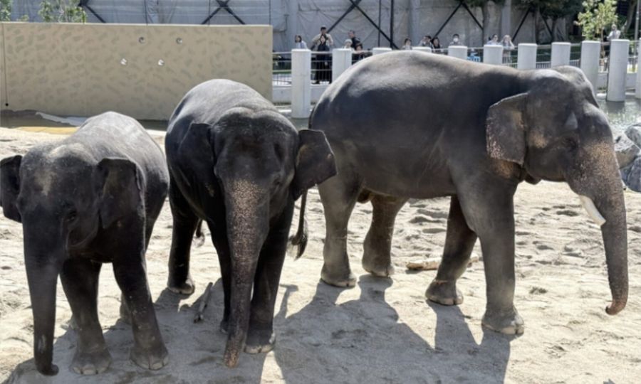 Berat badan tidak jamin kebahagiaan gajah, kata kumpulan perlindungan haiwan