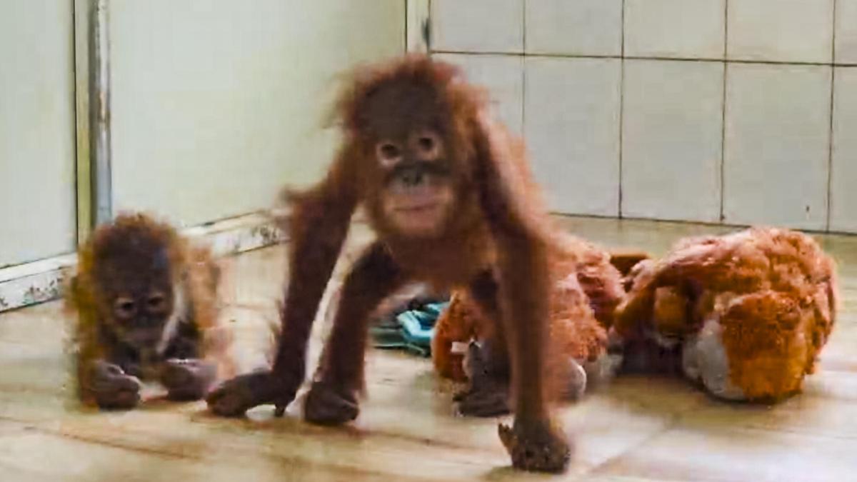 Young orangutan at Odisha zoo battles recurrent fever, remains stable