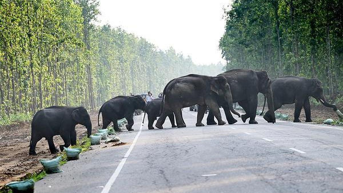 Court plea filed to halt elephant transfer from Assam to Tamil Nadu