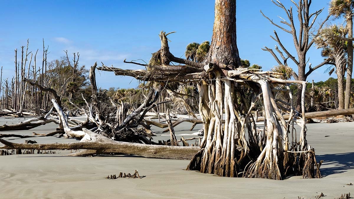 Rising Waters Killing Trees Across US Freshwater Lakes, Scientists Warn