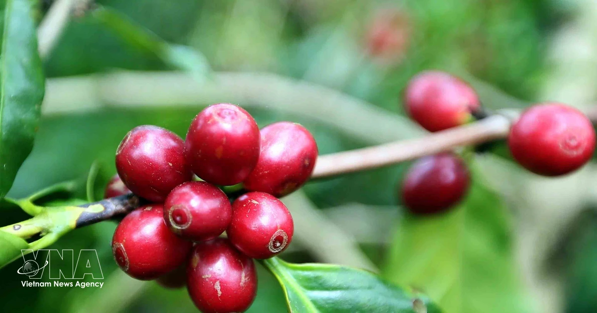 Vietnam targets premium coffee markets with quality and sustainability push