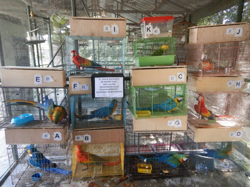 Marine police, wildlife officials bust major protected bird trafficking ring