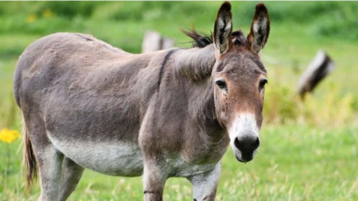 Donkey Issued Nursing Certificate in Madhya Pradesh Registration Scandal
