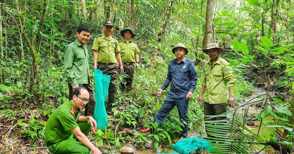 Kon Ka Kinh National Park releases 31 endangered animals to wild