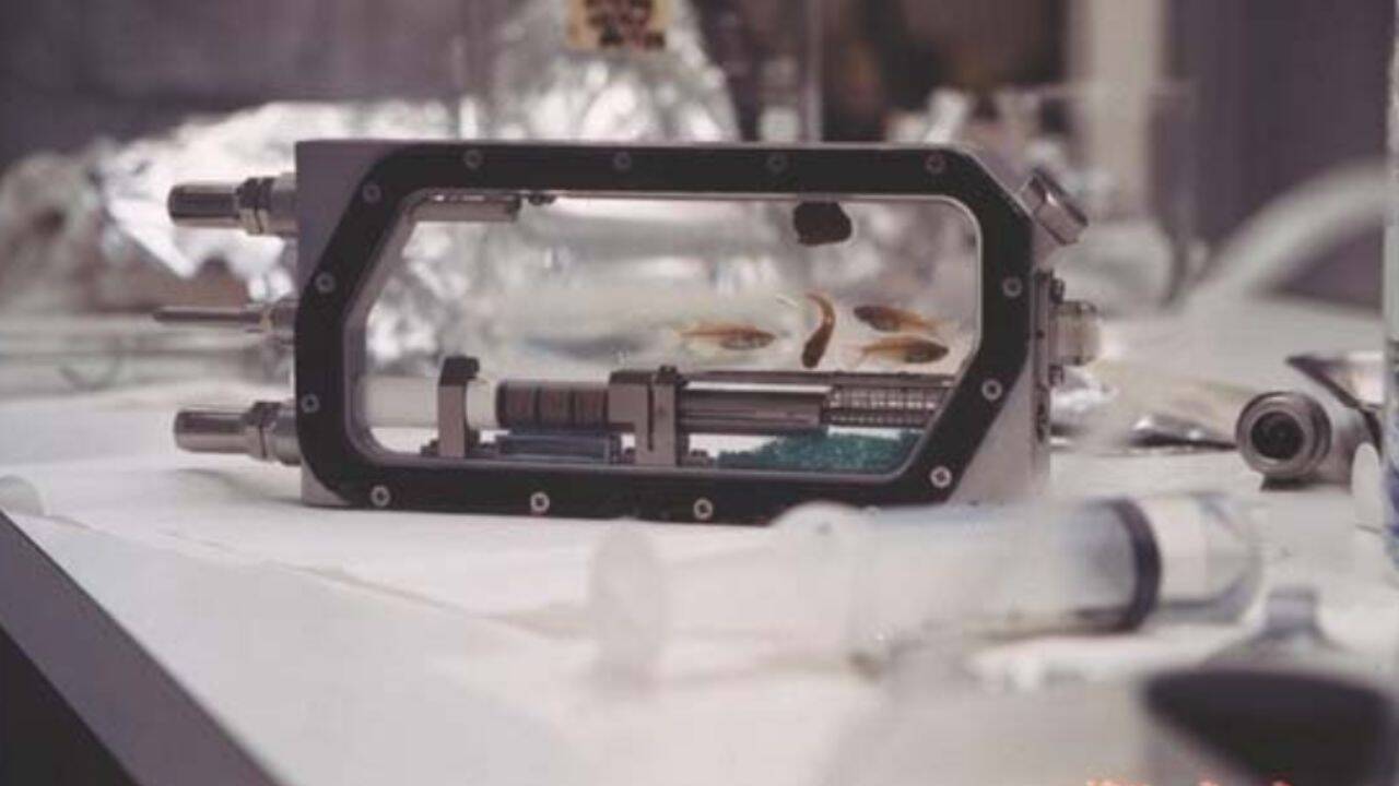 Fish Reproduction Thrives in Space, Scientists Find