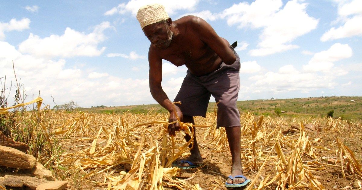 Agricultural modernization threatens Africa's traditional crop diversity