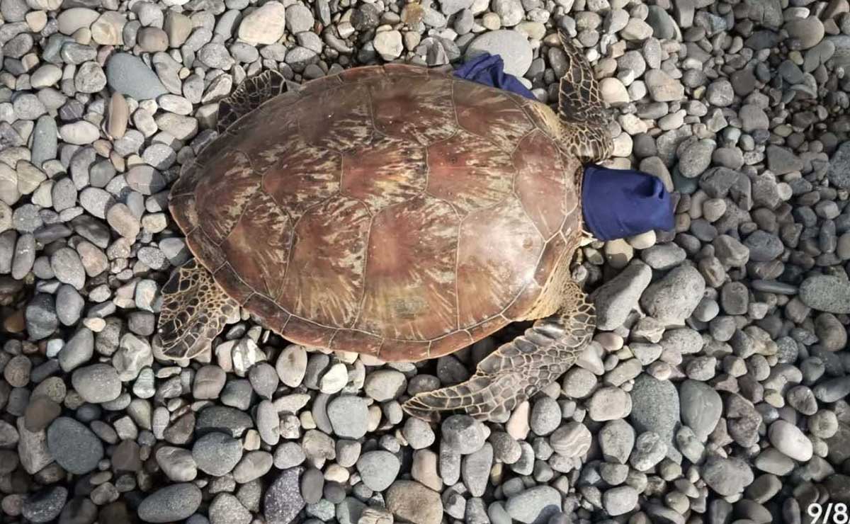 Pawang dagat na caught sa pukot, iniligtas at inilabas sa Isabela