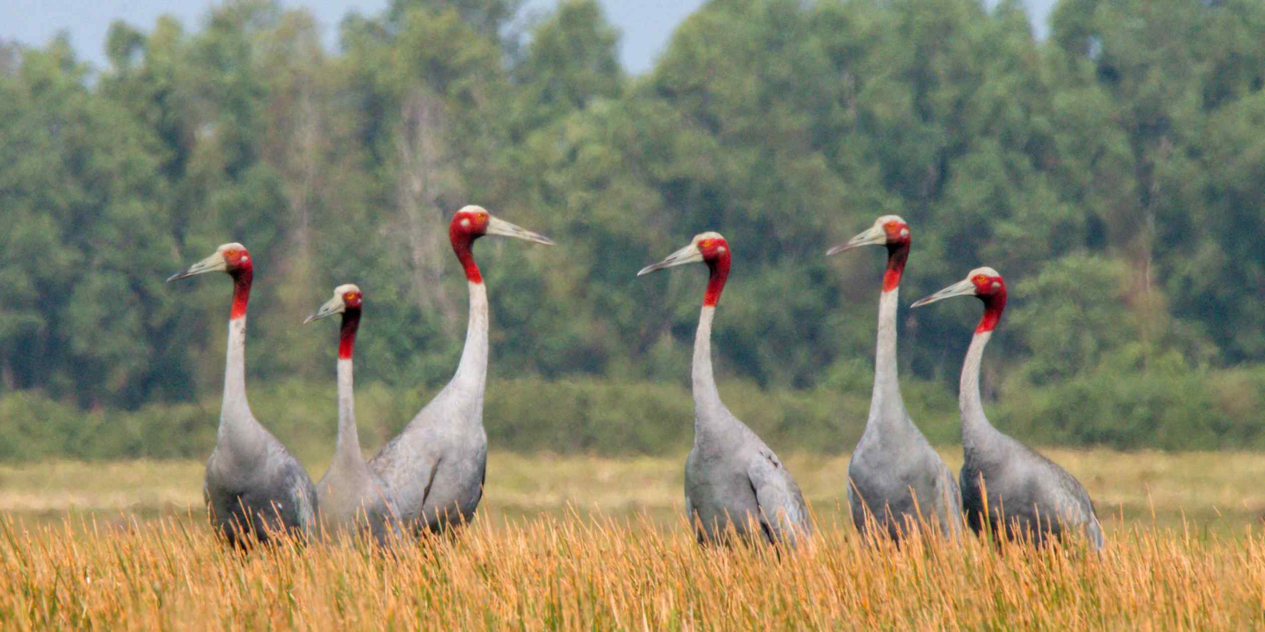 Cambodian farmers' rice fields become haven for endangered cranes