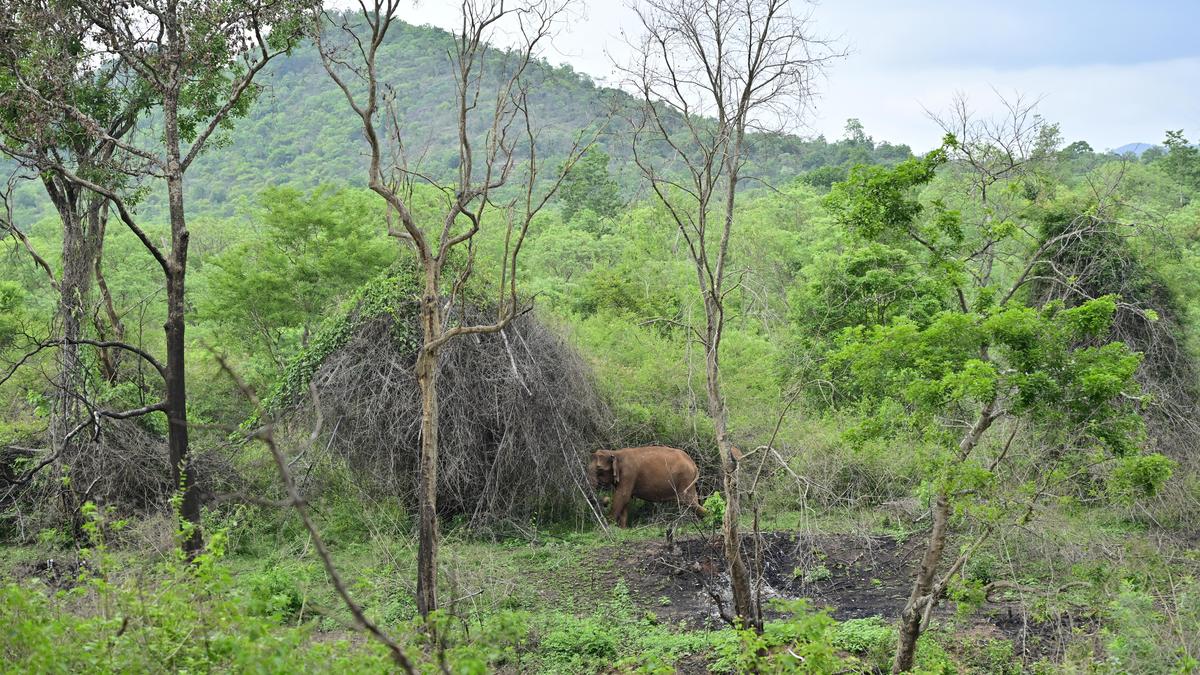 Over 3,200 forest offences logged in Karnataka's Chamarajanagar circle
