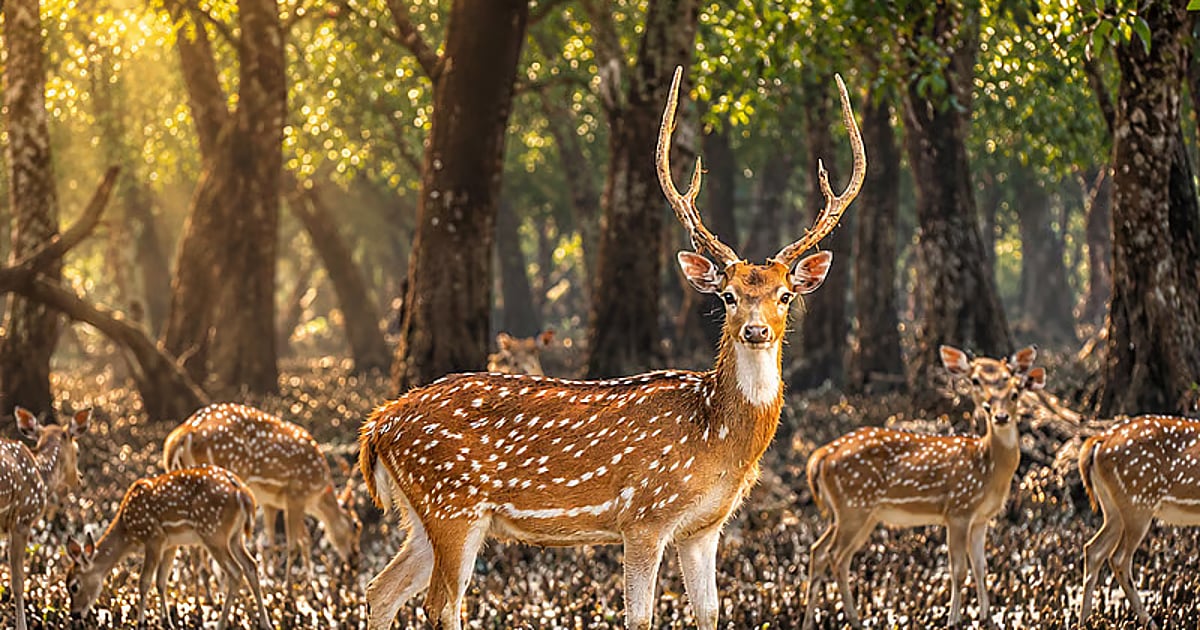Sundarbans reopens to visitors as wildlife thrives in mangrove reserve