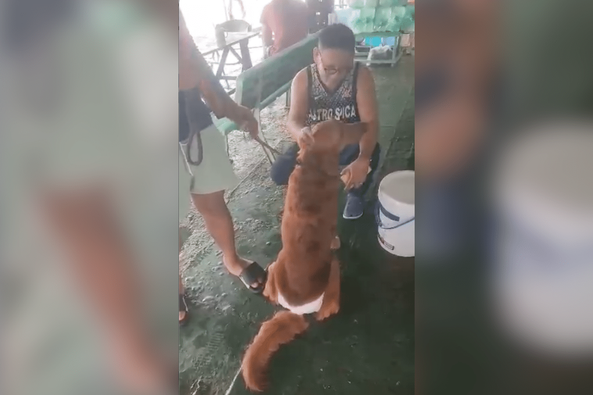 May-ari ng aso, umaapela para sa paghahanap ng kanyang alaga sa Palawan