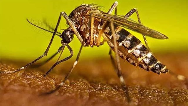 Sri Lanka faces persistent dengue threat despite current case lull