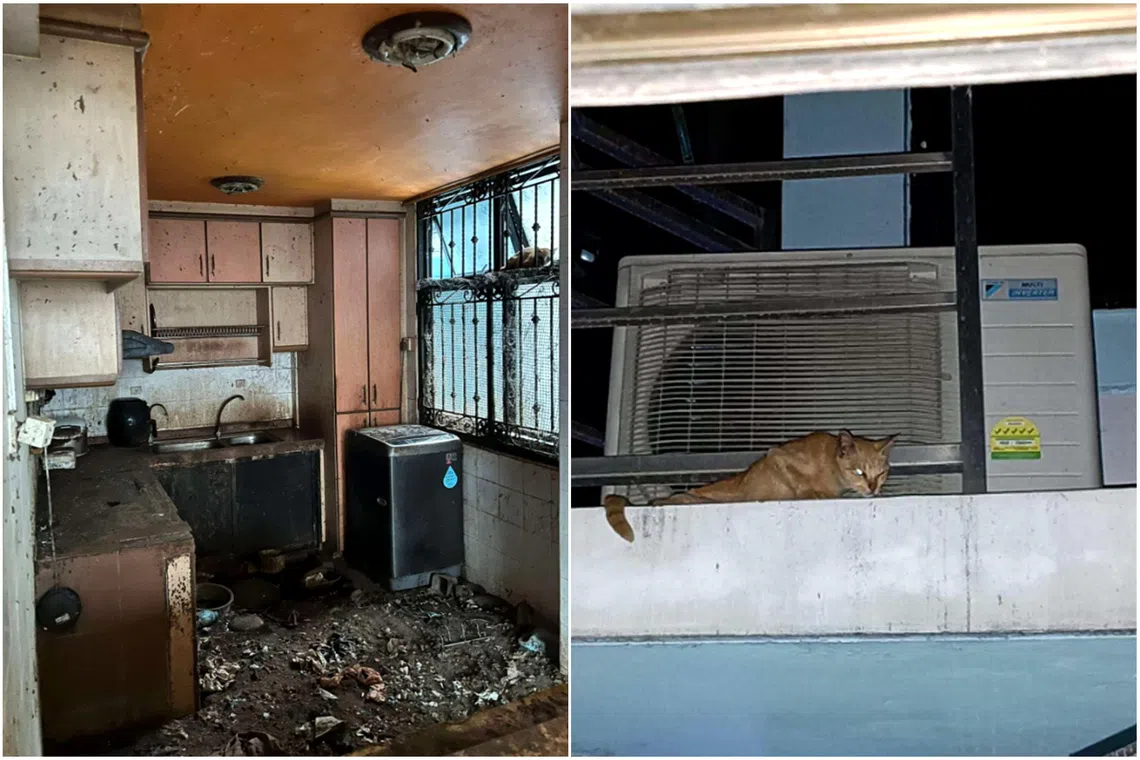 Man convicted of animal cruelty after abandoning 71 cats in flat