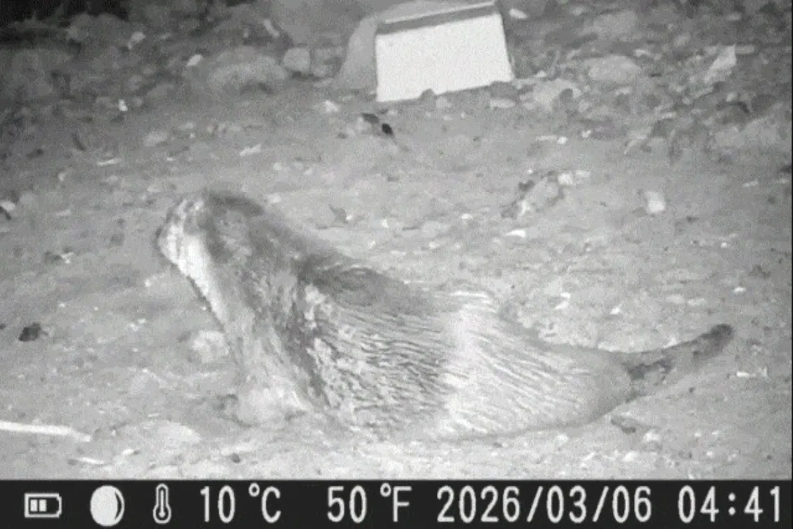 Otters make comeback in Seoul's Han River after decades away