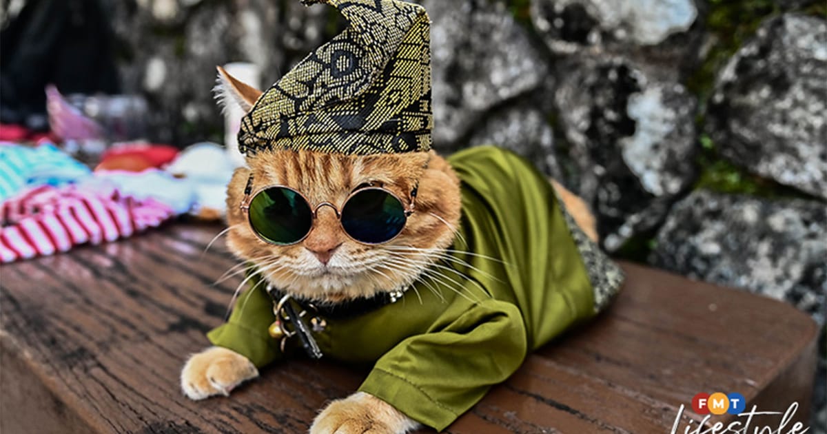 Ginger cats steal the spotlight in global appreciation celebration
