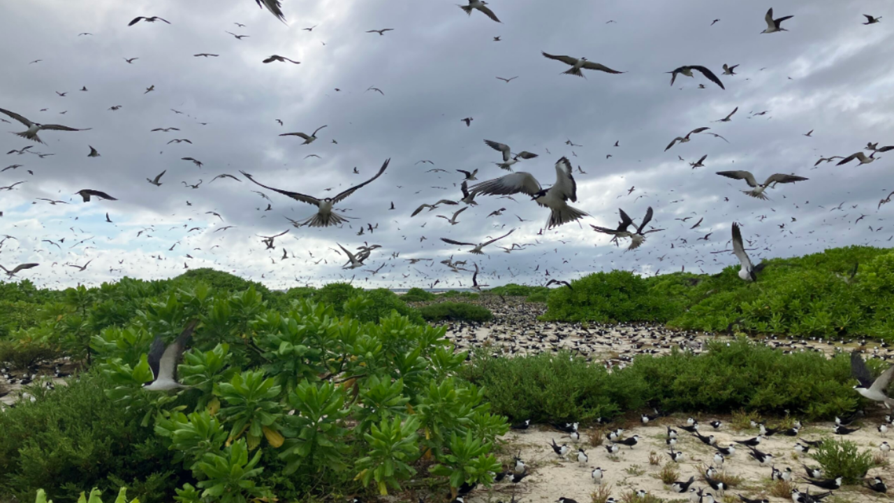 Seychelles island transforms into seabird sanctuary after five decades of restoration