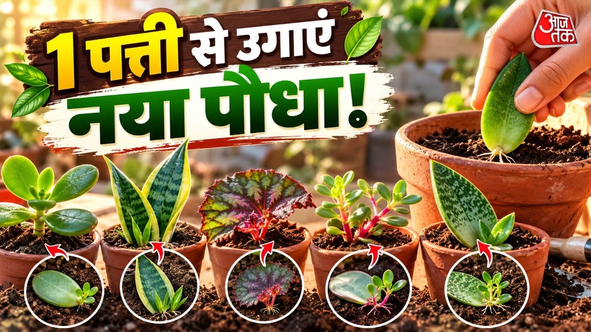 Five houseplants you can grow from single leaves at home