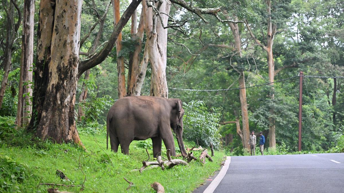 Tamil Nadu allocates ₹180 crore for human-wildlife conflict management
